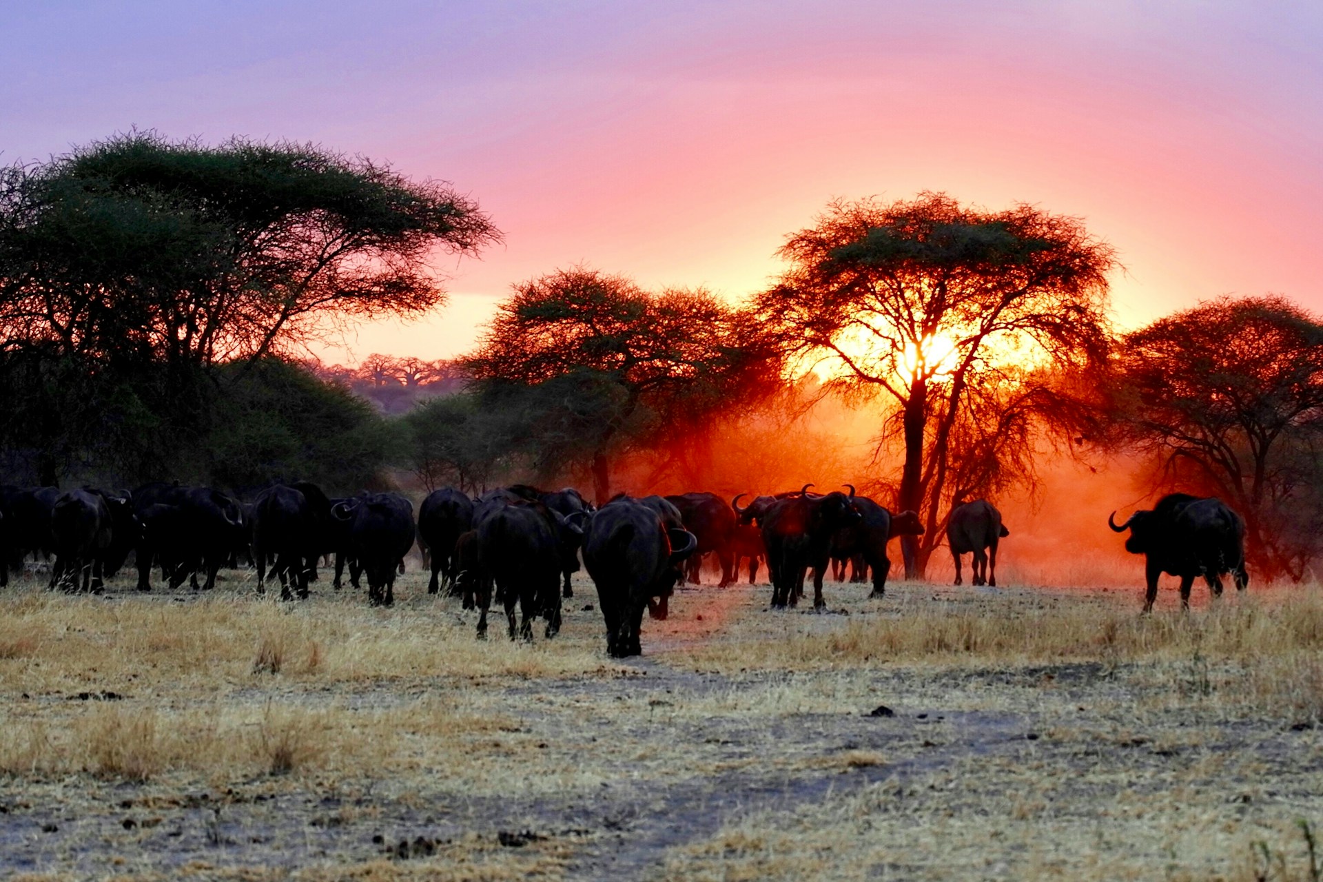 African Paradise